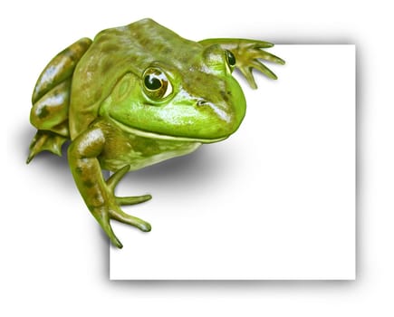 Frog with blank sign representing an advertisement presented by a green happy amphibian with white background.