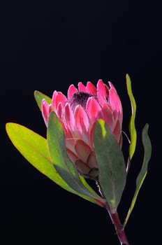 Protea