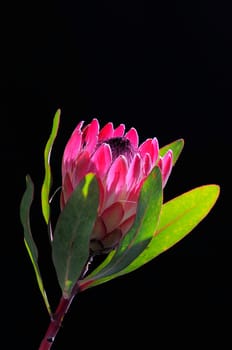 Protea