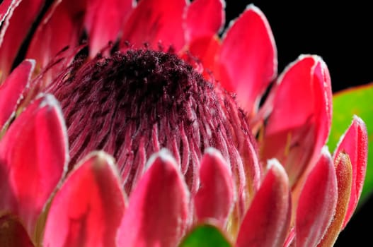 Protea