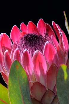 Protea