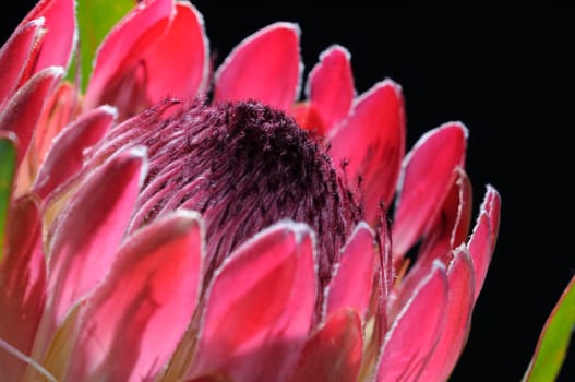 Protea