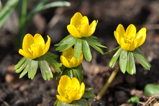 Winter aconites