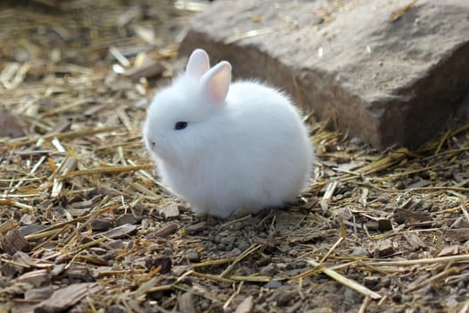 White dwarf rabbit baby at Sababurg Zoo
