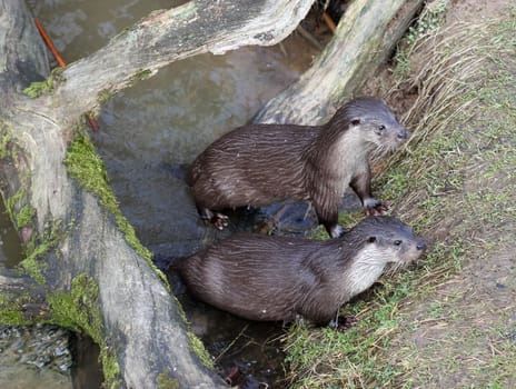 Two otters at Sababurg Zoo