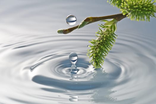 new spring buds at the water with reflection