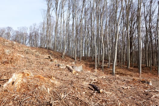 Forest cut down,managed by forestry