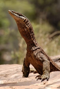 Gould's monitor lizard