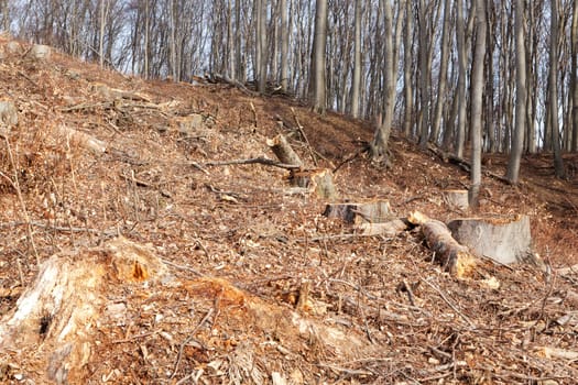 Forest cut down,managed by forestry
