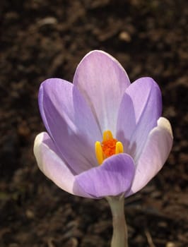 Crocus