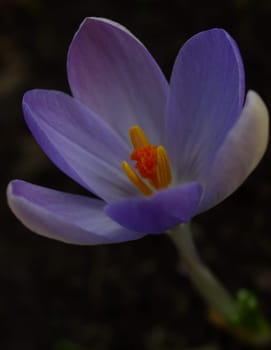 Crocus