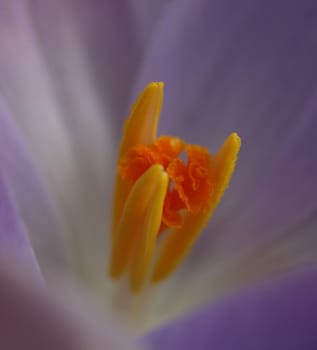 Crocus Flower Stamp