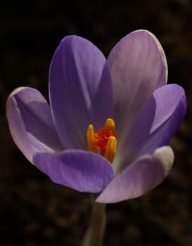 Crocus