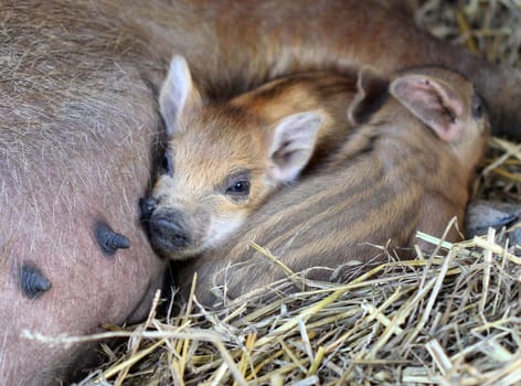 Two newborn woolly piglets at Sababurg Zoo
