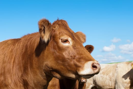 closeup of a cow in Cornwall