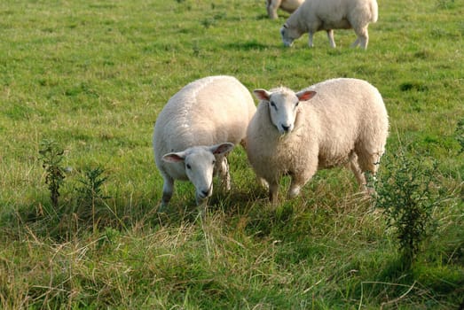 pair of sheep in Port Isaac in Cornwall