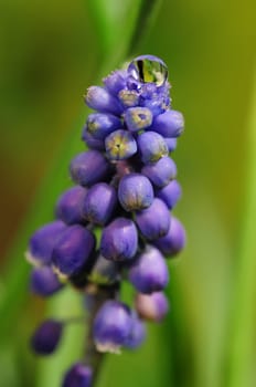 Hyacinths