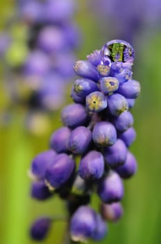 Hyacinths