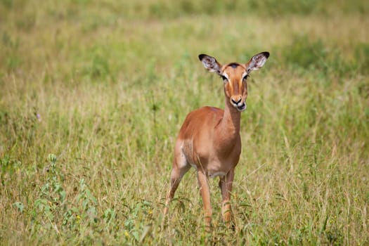 impala antelope in the savanna (Kruger Park)
