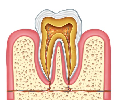 Anatomy of a healthy human tooth diagram as a dentist surgeon teeth symbol for dental clinic and oral specialist representing dentistry medicine and mouth surgery for a cavity decay illness on a frontal view white single molar tooth.