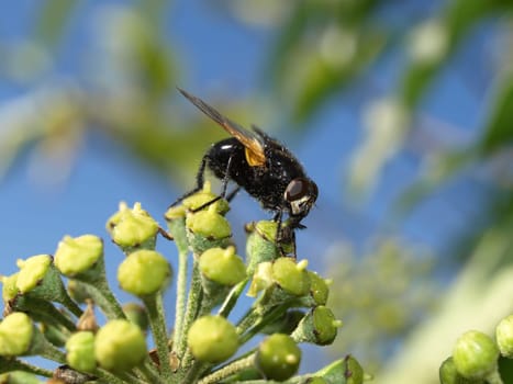 Cattle fly