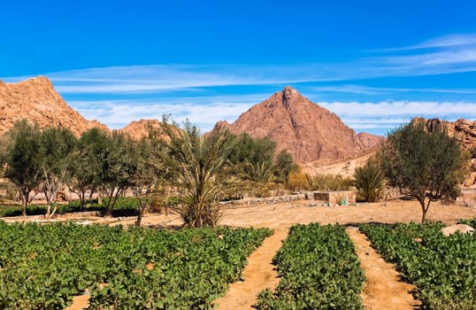 Opium Plantations in Wadi Nasib