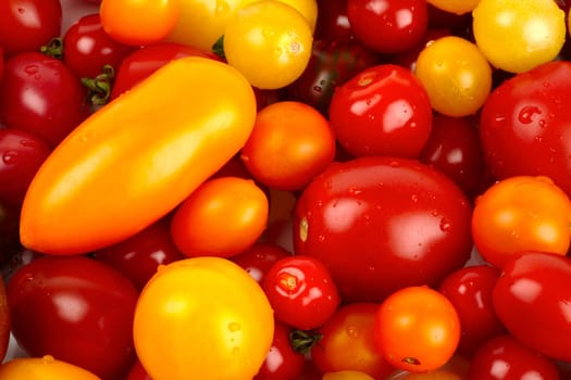 Colorful pile of different varieties of organic tomatoes after harvest