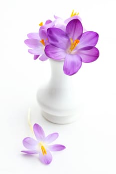 Violet crocus in vase for spring on white background