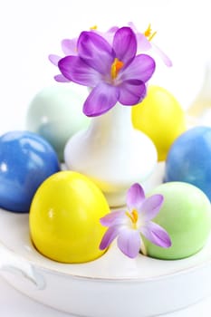 Beautiful Crocuses for Easter and eggs