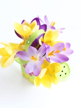 Spring violet and yellow flowers on white background