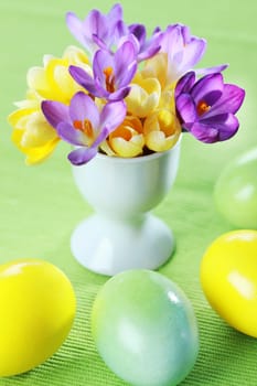 Beautiful Crocuses for Easter and eggs