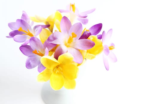 Spring violet and yellow flowers on white background