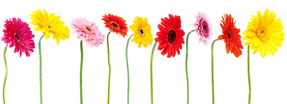 Gerbera Daisy Collection,flower in different colors
