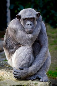 Closeup of chimpanzee Pan troglodytes, Vertical image position staring
