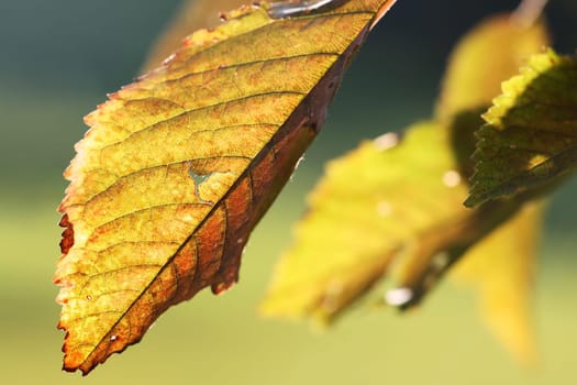 Golden Leaves