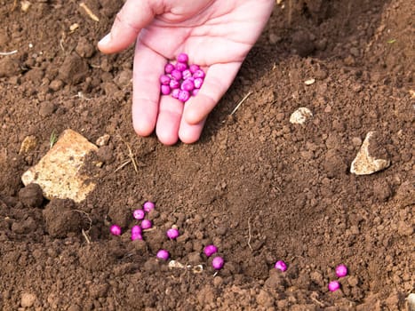 seeding green peas in the soli