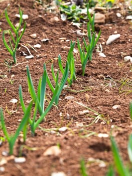 stone leek in the field