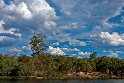 Australian bush landscape