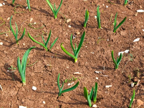 small plants of onion in the field