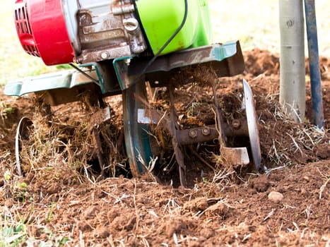 digging soil around olive tree