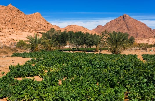 Opium plantation in Wadi Nassib