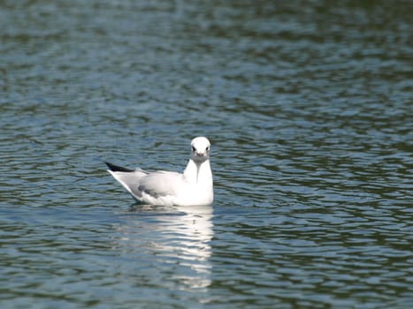 Black-headed gull