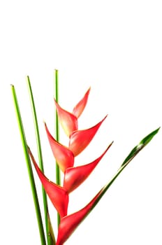 Heliconia