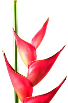 Heliconia