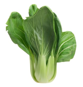 Pok Choi on white background