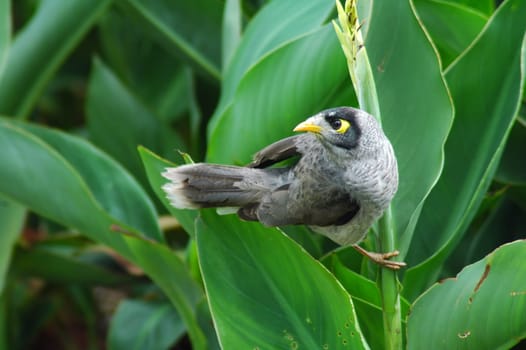 grey bird with yellow beak sitting on a green plant, australia
