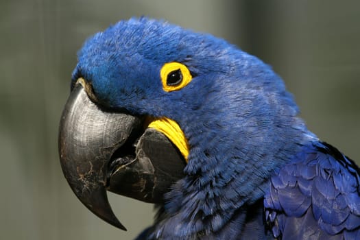 Hyacinth Macaw