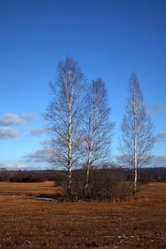 three birch trees