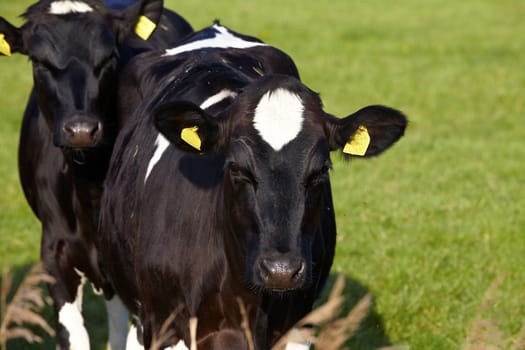 Two young cattle with ear tags on green pasture