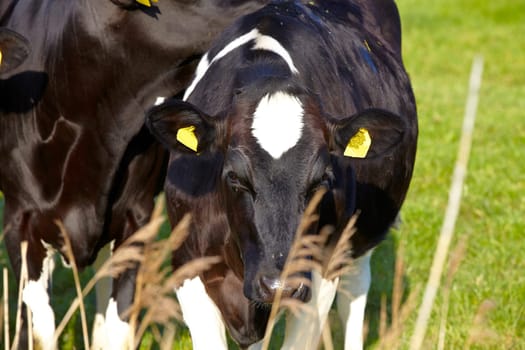 Close-up of a young cow with ear tags in a pasture